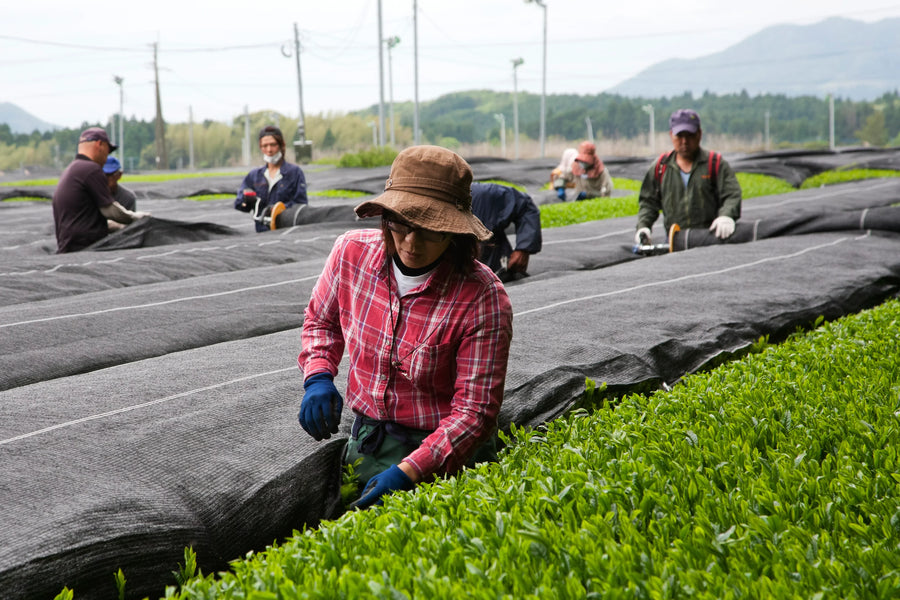 Kagoshima vs Uji Matcha: Wat is het verschil en welke is beter?