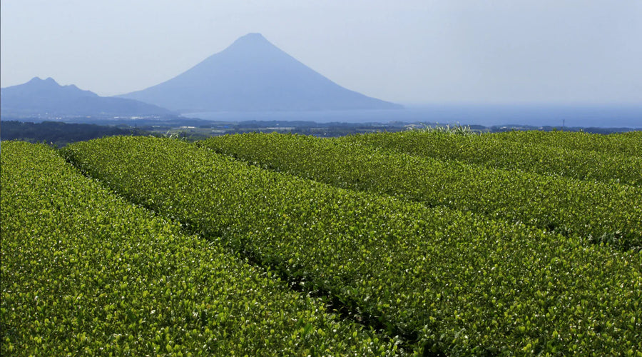 Biologische Matcha: Is het de meerprijs waard?
