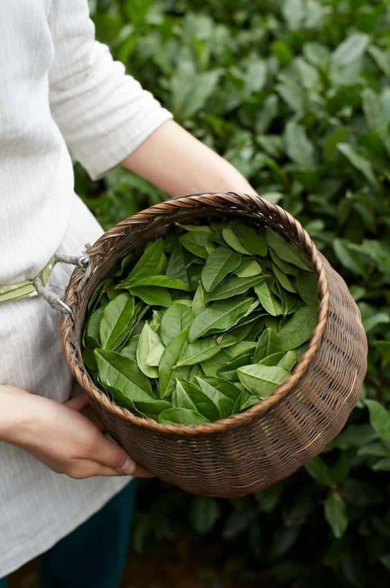 Waar is matcha van gemaakt? Van plant tot poeder