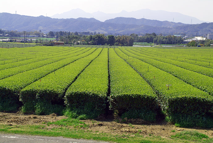L-theanine in matcha: Zo verbetert het je Focus