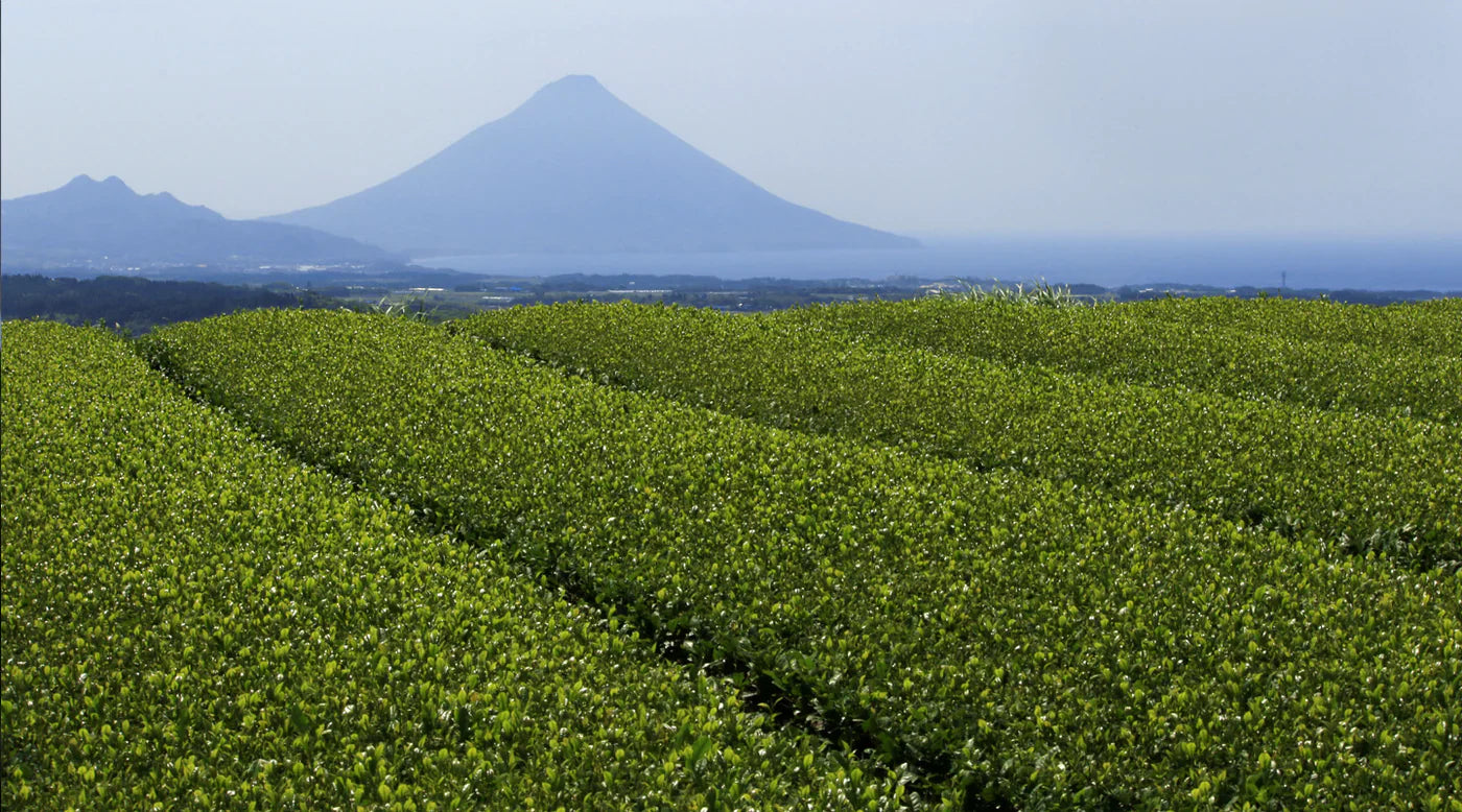 Single origin matcha: Wat het Is en waarom het beter is