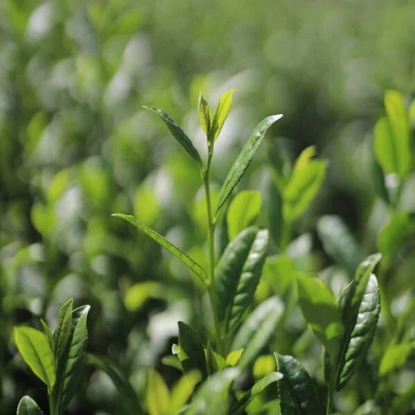 Matcha en diabetes: Wat zegt de wetenschap?