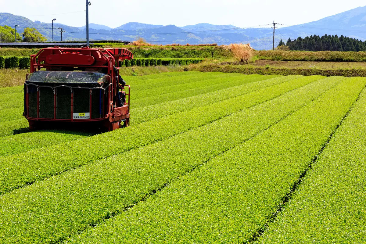 Kagoshima matcha kopen: Waarom herkomst alles uitmaakt
